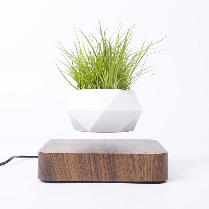 Levitating Air Bonsai Pot - HOW DO I BUY THIS Hit Modern / Walnut base / EU Plug