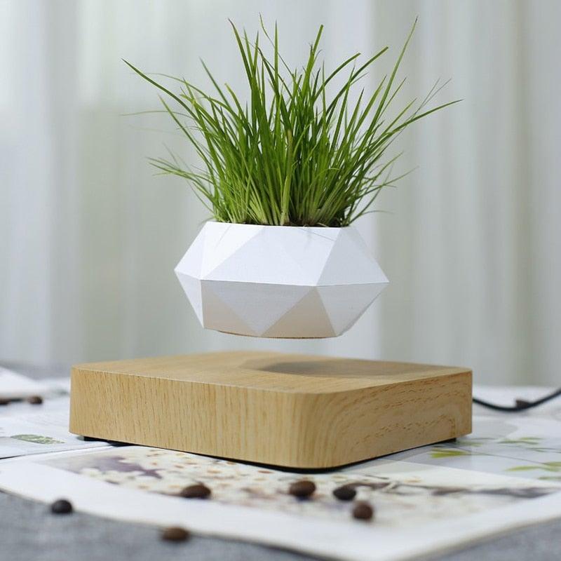 Levitating Air Bonsai Pot - HOW DO I BUY THIS Hit Modern / Light wood base / EU Plug