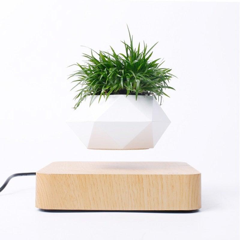 Levitating Air Bonsai Pot - HOW DO I BUY THIS Hit Modern / Walnut base / EU Plug