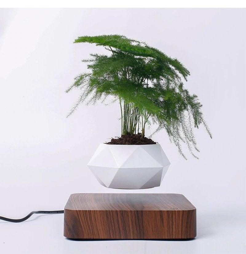 Levitating Air Bonsai Pot - HOW DO I BUY THIS Hit Modern / Walnut base / EU Plug