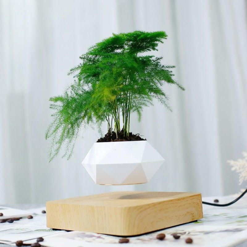 Levitating Air Bonsai Pot - HOW DO I BUY THIS Hit Modern / Light wood base / EU Plug